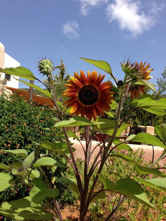 Agroturismo Xarc Santa Eulária des Riu Exterior foto